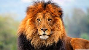 Beautiful Wild Lion Wallpapers Animals And Birds Wallpapers Hayvanlar Alemi Aslan Hayvanlar