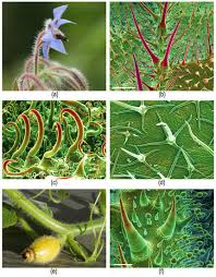 Image result for Tragia rupestris