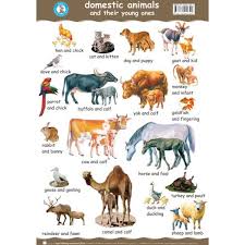 Domestic Animals Wall Chart Jpg 600 600 Animals Farm Animals List Animals Name In English