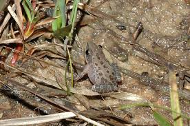 The skin of the illinois chorus frog has a rough texture. Southern Chorus Frog Fauna Of Broward County Florida Inaturalist