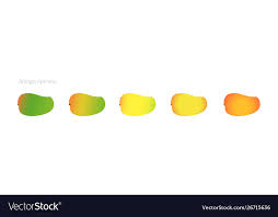 mango ripeness stages chart colour gradation set