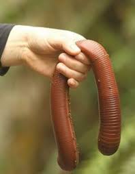 写真：巨木をも倒す！？南米の巨大ミミズ「ミニョコン」【ＵＭＡ図鑑＃５７】 | 東スポWEB