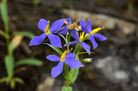 Image result for Exacum