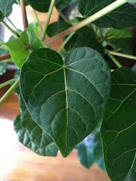 Image result for Ficus abutilifolia