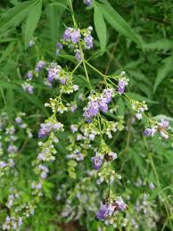 Image result for Vitex madiensis