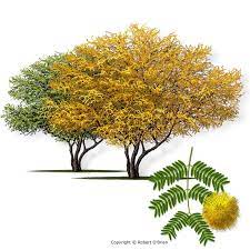 Texas A M Forest Service Trees Of Texas List Of Trees Tree Service Xeriscape Tree