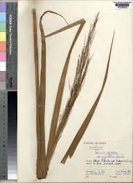 Image result for Panicum phragmitoides