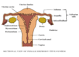 Molly smith dipcnm, mbant • reviewer: Structure Of Reproductive Organs Gcse Biology Revision
