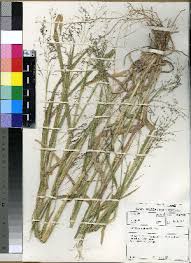 Image result for Panicum schinzii