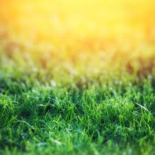 8605 manchester rd, st louis, mo 63144; Roy Author At G G Lawn Care Tree Service Archive G G Lawn Care Tree Service