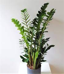 Maybe you would like to learn more about one of these? Zz Plant Growth Rate And How To Make It Grow Faster Smart Garden Guide