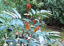 Image result for Cunonia capensis