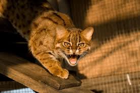 The Rusty Spotted Cat Is The Smallest Wild Cat In The World Rusty Spotted Cat Spotted Cat Wild Cats