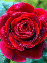 For example red roses are the symbol of love and romance. Log In Tumblr Beautiful Roses Rose Flowers Gif