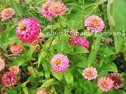 Kebun Bahagia Bersama Zinnia Lilliput Mix Zinnias Mekar Bunga