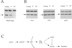 Cite this article as cold spring harb perspect biol 2009;1 import, but by a balance between slow import. Http Genesdev Cshlp Org Content 9 7 783 Full Pdf
