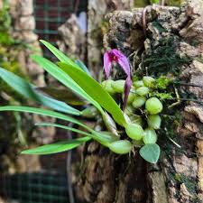 Image result for Microcoelia bulbocalcarata