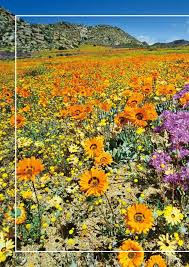 Image result for Cleome polyanthera