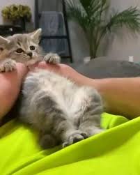 It S Sports Time Video In 2020 Cute Kitten Gif Funny Cat Videos Cute Baby Animals