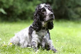 Other than spaying your female dog early, the best way to protect your dog from developing breast cancer in the first place is much the same as in humans. Breast Cancer In Dogs Canna Pet