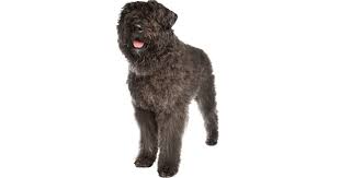 They have a sweet nature and are affectionate and loyal to not only can these be great opportunities for socializing your bouvier des flandres puppy, but they can also provide you with the skills. Bouvier Des Flandres Breeders Australia Bouvier Des Flandres Info Puppies