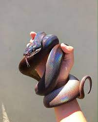 Sunbeam Snake Woahdude Pretty Snakes Cute Reptiles Snake Wallpaper