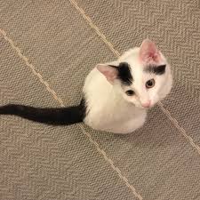 Pin On Minikatz Bei Instagram