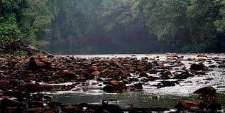 Looking how to get from taman negara to pahang? Taman Negara National Park Wonderful Malaysia