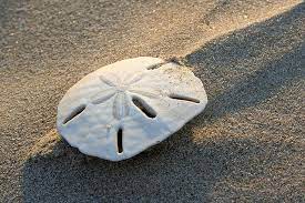 Comalito Dolar De Mar Sand Dollar Shells And Sand Sand Sea Shells
