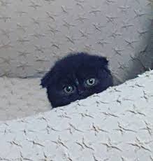 Siyah Scottish Fold Disi Yavru Safkan Sahibinden Yavrular Kedi Perisi British Shorthair Scottish Fold Sahibinden Safkan Kediler Sahiplendirme Turkiye 2018