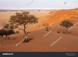 Image result for Acacia luederitzii