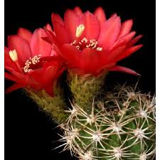 Image result for Craibia grandiflora