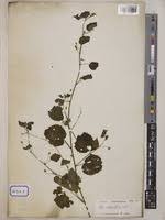 Image result for Sida veronicifolia