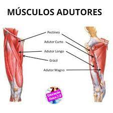 Portal Educa Fitness Os Adutores Do Quadril Sao Os Seguintes Musculo Pectineo Corre Do Ramo Pubico Superior Para A Linha Pectinea E Linha Aspera Do Femur Ele E Adicionalmente Inervado Pelo