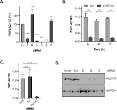 Degradation of Photoreceptor Outer Segments by the Retinal Pigment  Epithelium Requires Pigment Epithelium-derived Factor Receptor (PEDF-R)