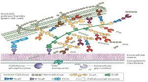 We did not find results for: The Cellulosome System Of Ruminococcus Flavefaciens For Plant Cell Wall Download Scientific Diagram