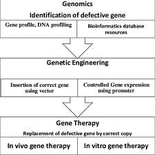 Flow Chart Illustrate The Role Of Genetic Engineering And