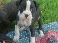 Puppyfinder.com is your source for finding an ideal boxer puppy for sale in alabama, usa area. Akc Boxer Puppies Binghamton Ny Area For Sale In Belden New York Classified Americanlisted Com