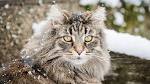 Our Top 8 Longest Living Cat Breeds • Purrfect Cat Breeds