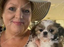 Shih Tzus Puppies and Dogs for sale in Cookstown