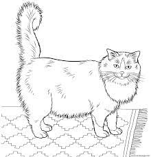 Thousands pictures for downloading and printing! Realistic Furry Cat Coloring Pages Printable