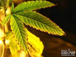 Check spelling or type a new query. Marijuana Leaf Symptoms And Nutrient Deficiencies Sick Plants