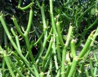 Keep people and pets out of the treatment area until the solution thoroughly dries. Plants To Avoid While Hiking Virgin Islands National Park U S National Park Service