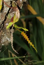 Image result for Bulbophyllum fuscum