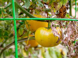 Early blight, late blight, and septoria leaf spot. Early Blight On Tomato Plants