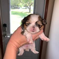 If you are looking for a furry best friend, then look no further than the shih tzu! Kristin S Imperial Shih Tzu S Home Facebook