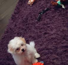 This breeder offers high quality healthy cavapoo puppies, although they also breed cavachons and some. Premier Pups Reviews Premier Pups Customer Testimonials Pg 2