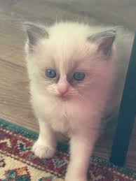 Beautiful Chunky Lilac British Short Female in Bradford BD11