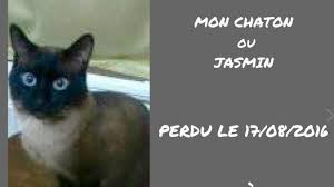 Des Habitants D Arras Ont Retrouve Leur Chat Trois Ans Apres L Avoir Perdu En Lorraine