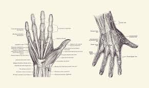 Image result for Hand Anatomy
